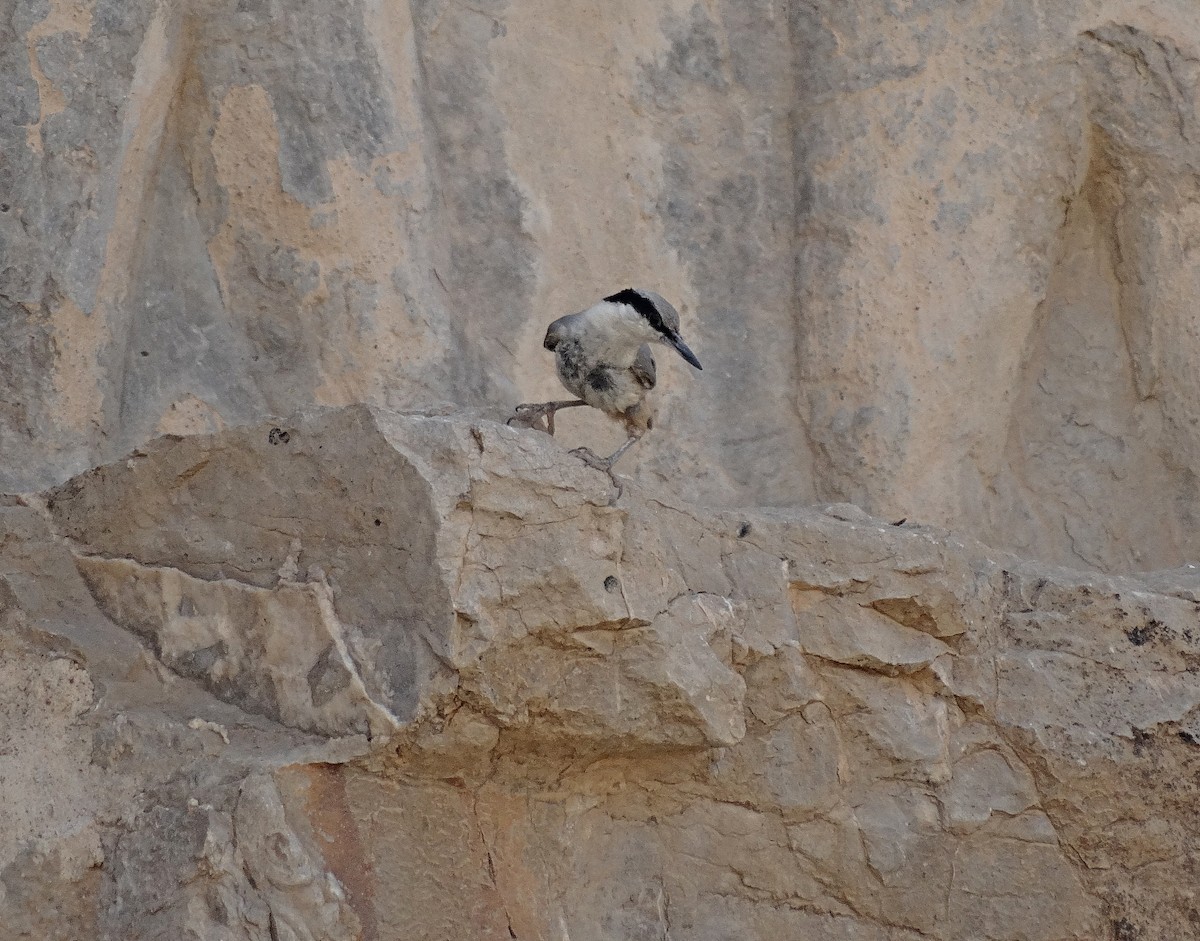 Eastern Rock Nuthatch - Jens Thalund