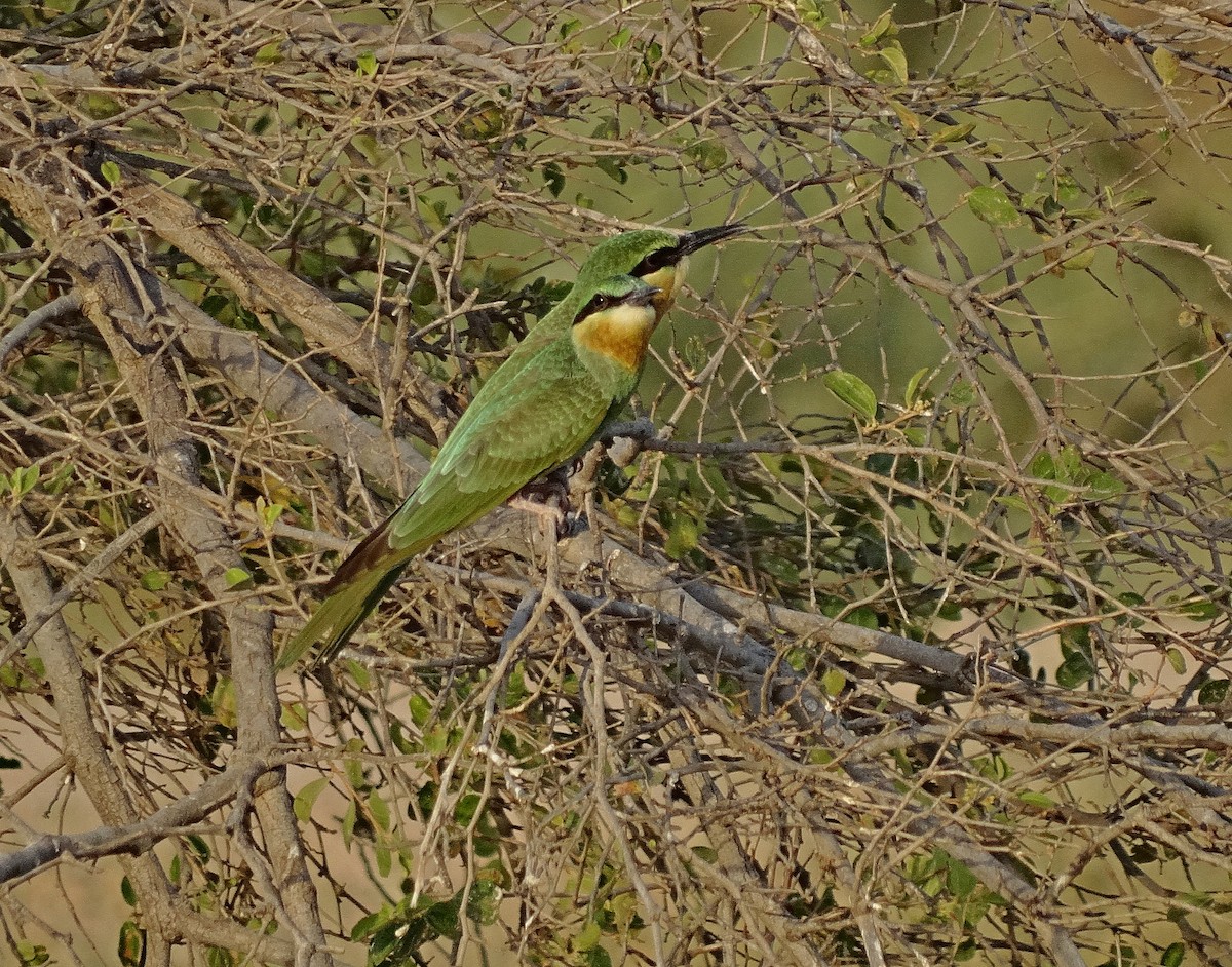 Blue-cheeked Bee-eater - ML205514111