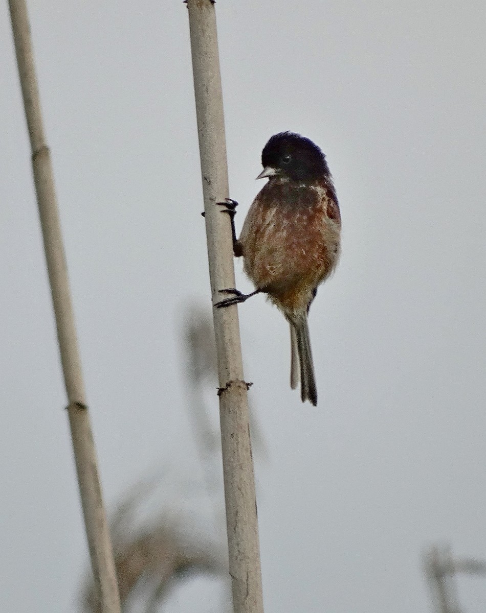 Black-headed Penduline-Tit - ML205514261