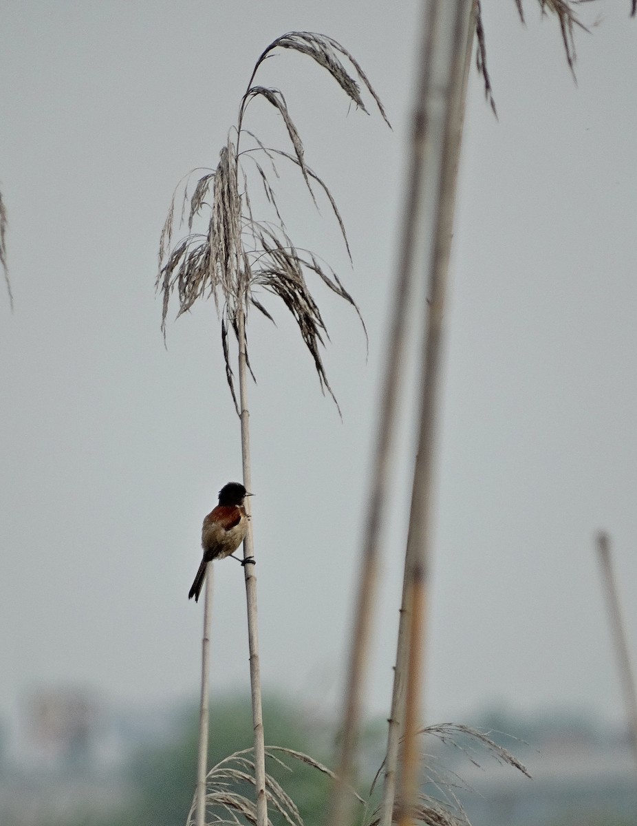 Black-headed Penduline-Tit - ML205514271