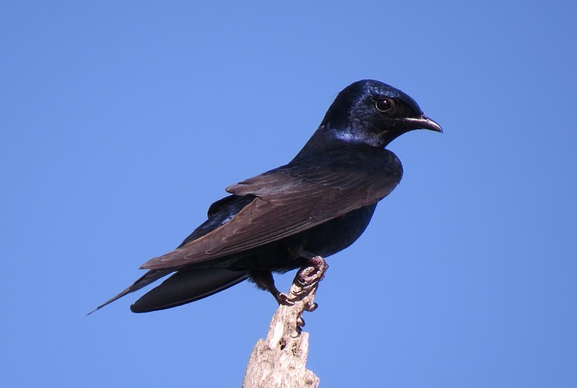 Southern Martin - Peter Boesman