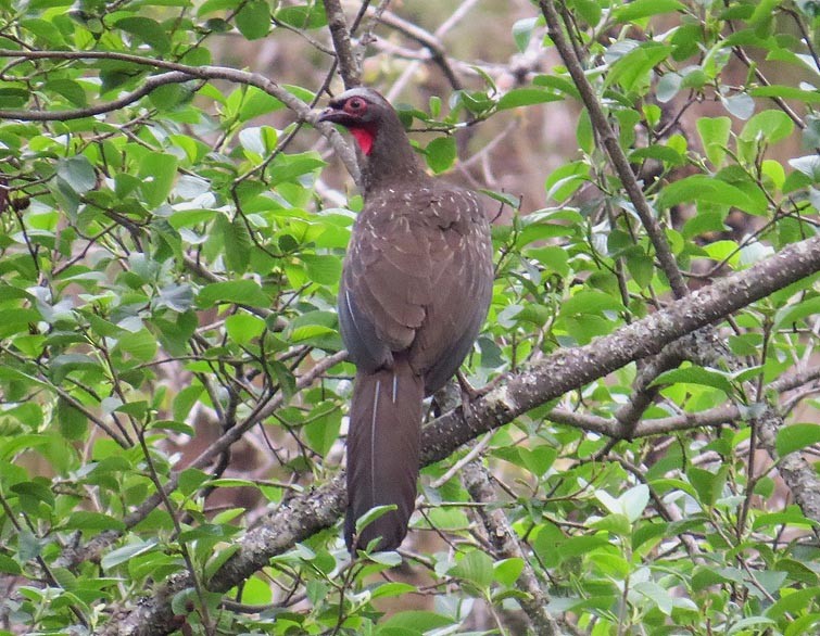 Red-faced Guan - ML205514571