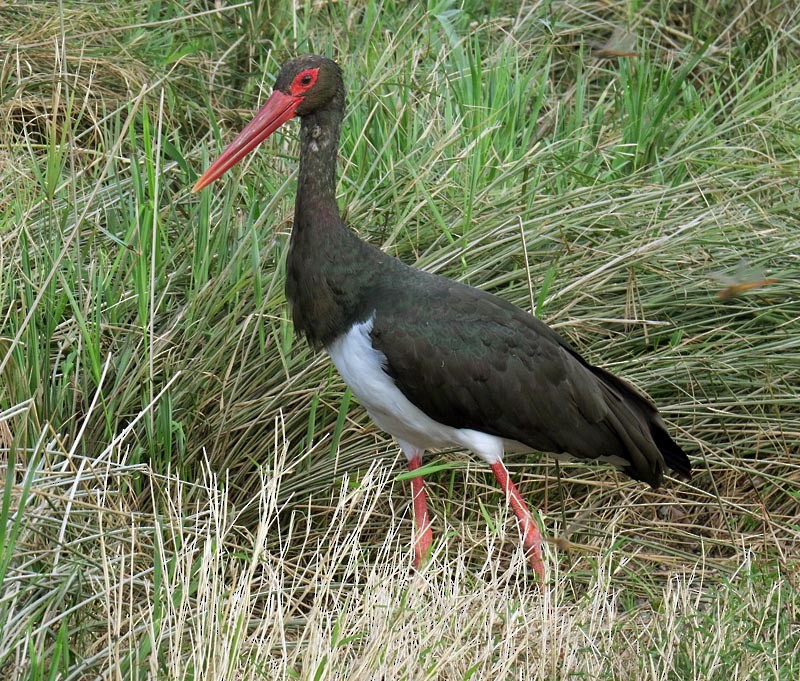 Black Stork - ML205514611