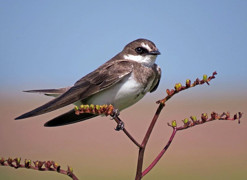 Banded Martin - Peter Boesman