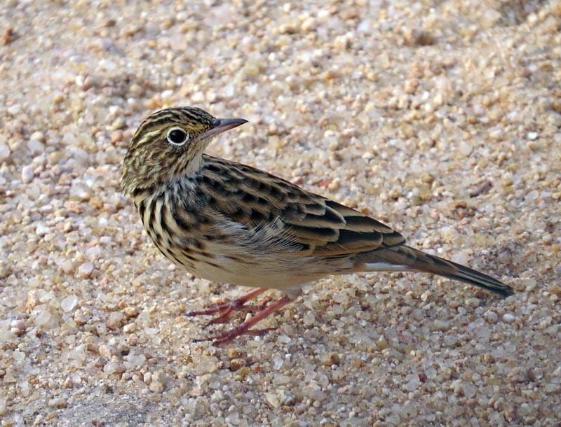 Bush Pipit - Peter Boesman