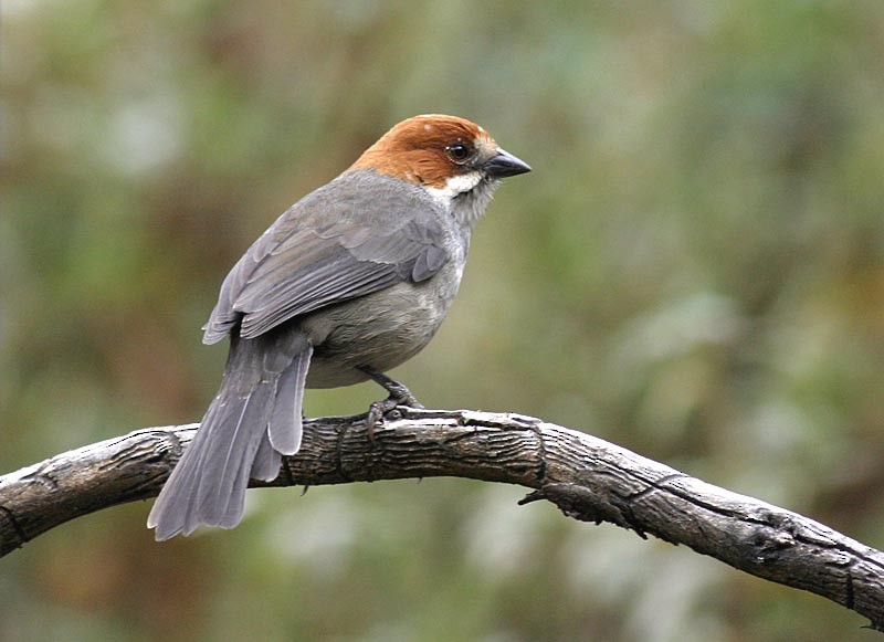 Rufous-eared Brushfinch - Peter Boesman