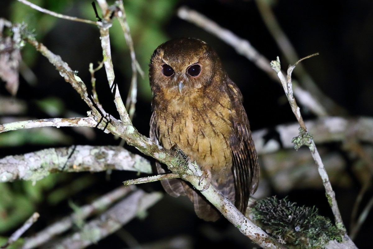 Cinnamon Screech-Owl - Jon Irvine