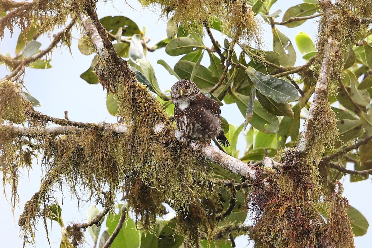 Yungas Pygmy-Owl - ML205515071