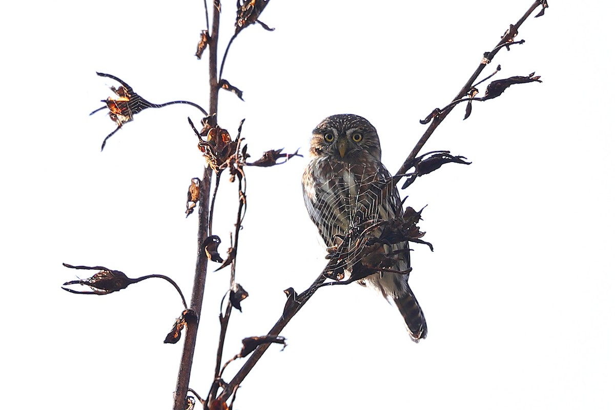 Yungas Pygmy-Owl - ML205515081