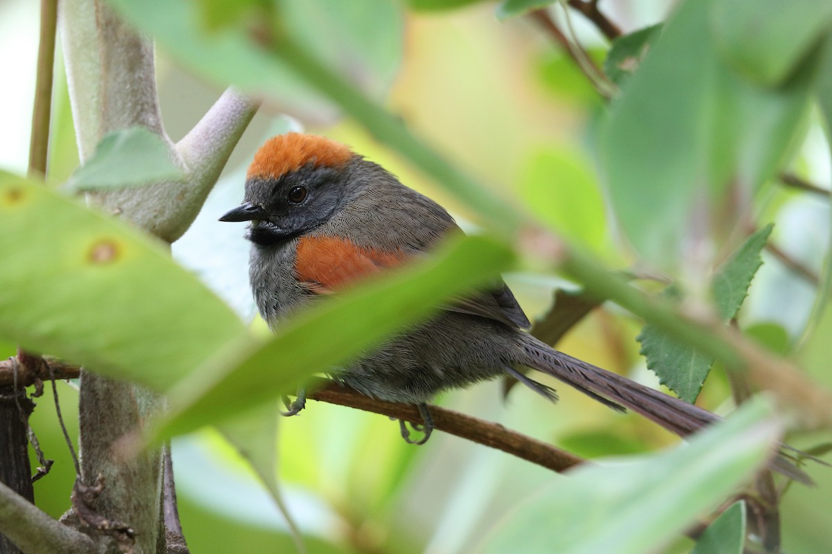 Azara's Spinetail - Jon Irvine