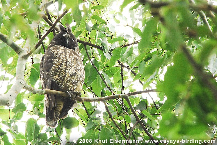 ナンベイトラフズク - ML205515461