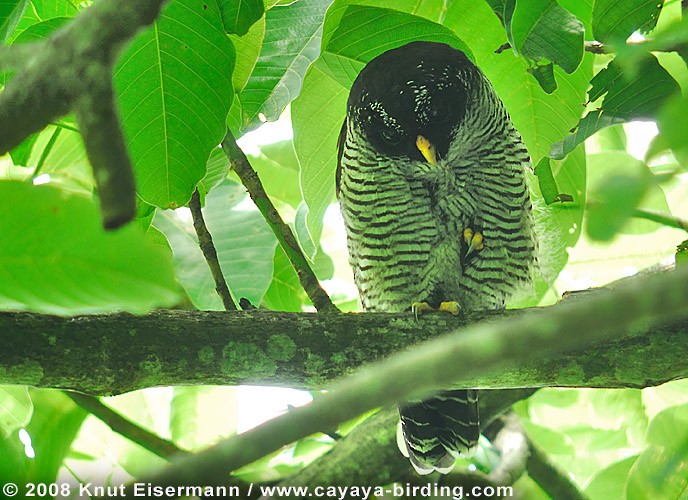 シロクロヒナフクロウ - ML205515481