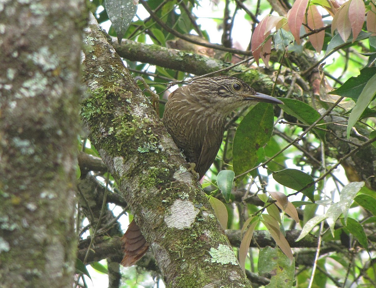 Planalto Woodcreeper - Jens Thalund