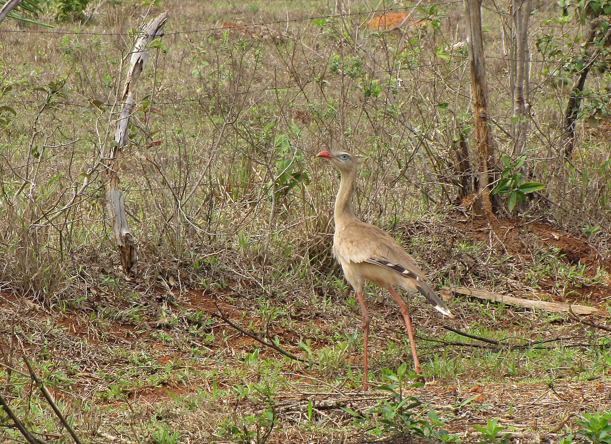 Red-legged Seriema - ML205516761