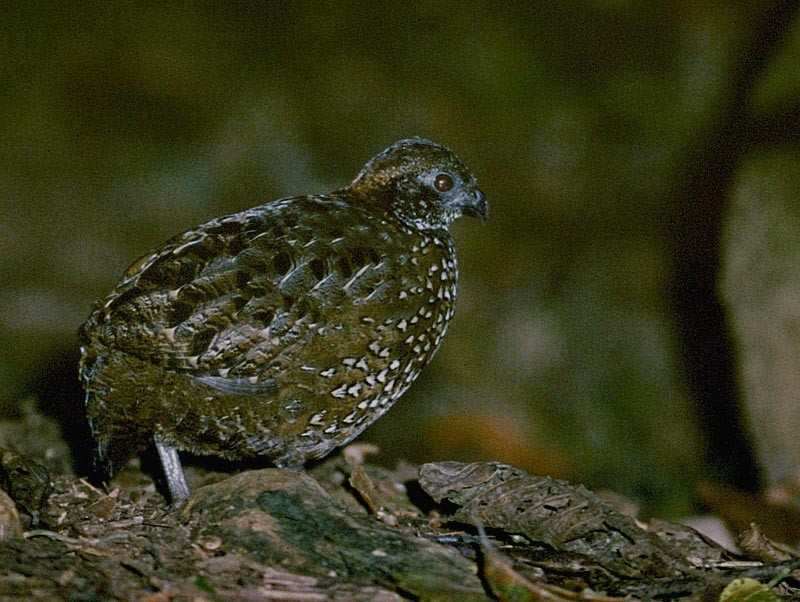 Venezuelan Wood-Quail
