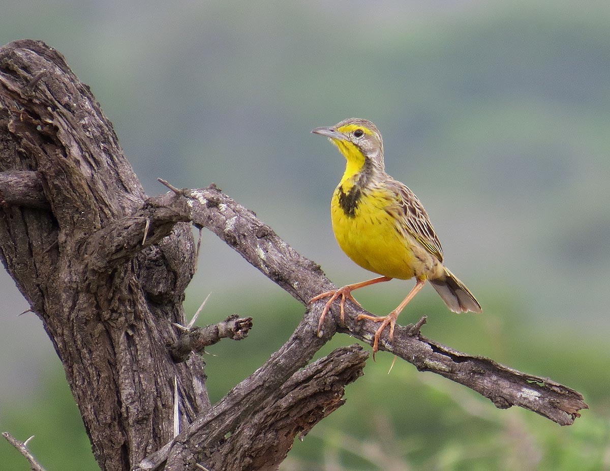 Yellow-throated Longclaw - ML205517021