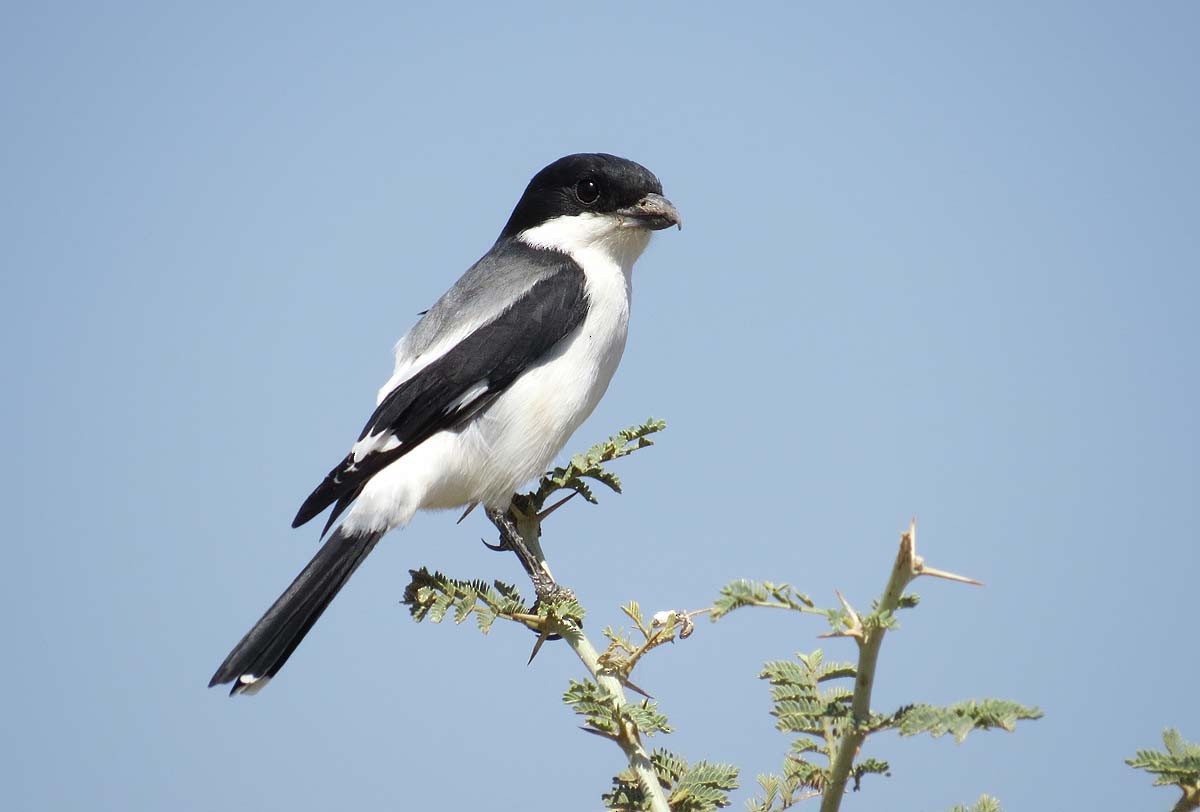 Somali Fiscal - Peter Boesman