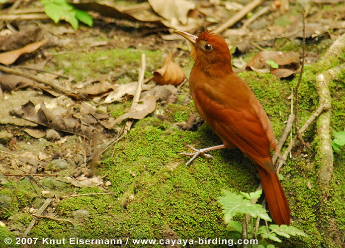 Ruddy Woodcreeper - ML205517561