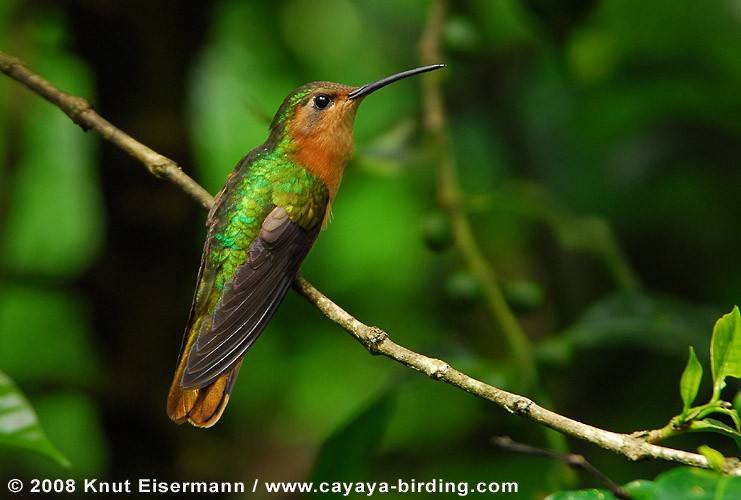 チャバラケンバネハチドリ - ML205517571