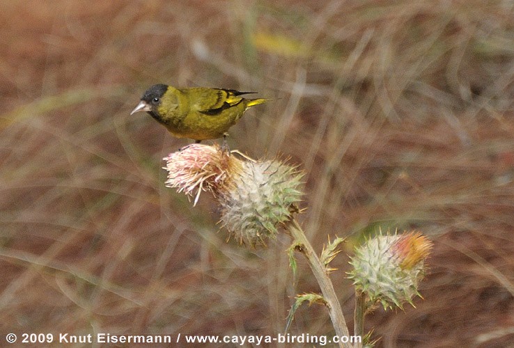 クロズキンヒワ - ML205517591