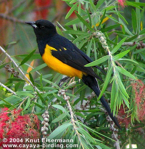 Black-vented Oriole - Knut Eisermann