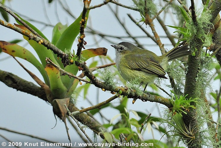 マミジロコタイランチョウ - ML205517641