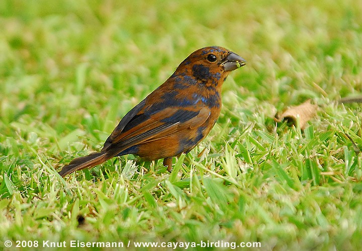 Blue Bunting - ML205517661