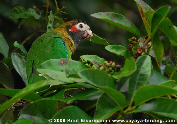 アカミミインコ - ML205517671