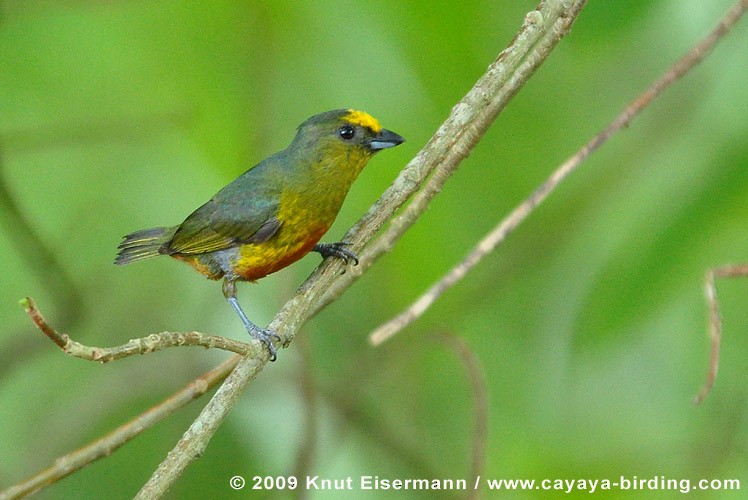 Olive-backed Euphonia - Knut Eisermann