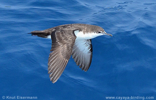 ガラパゴスミズナギドリ - ML205517951