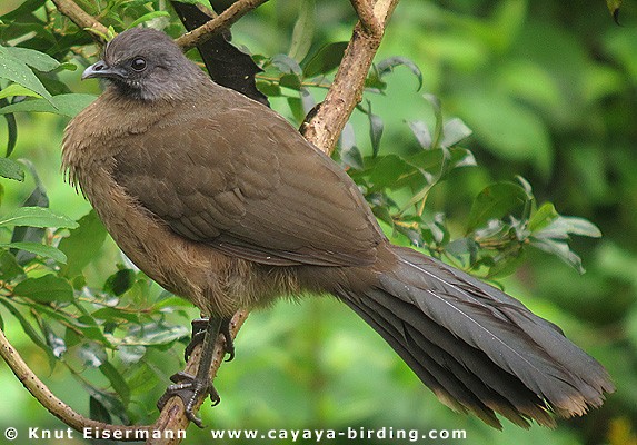 ムジヒメシャクケイ - ML205517971