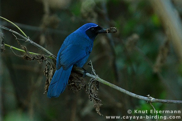 Black-throated Jay - ML205518021