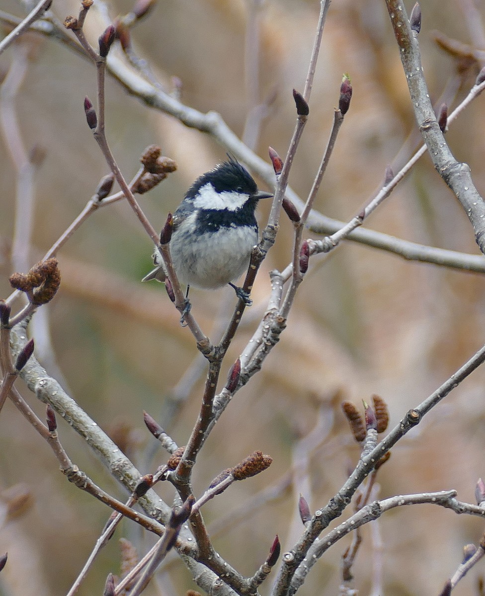 Coal Tit (Continental) - ML205518811