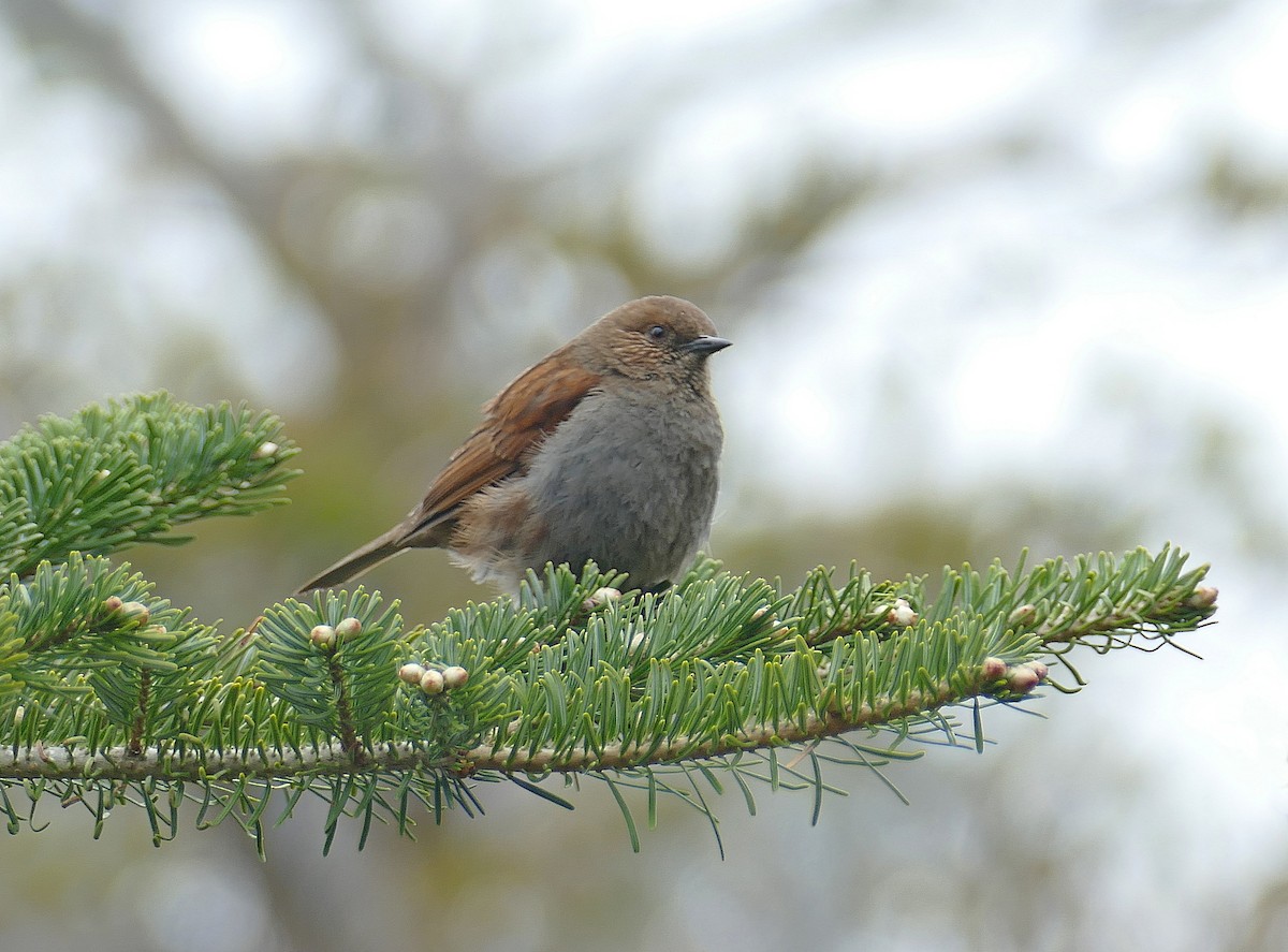 Japanese Accentor - ML205518821