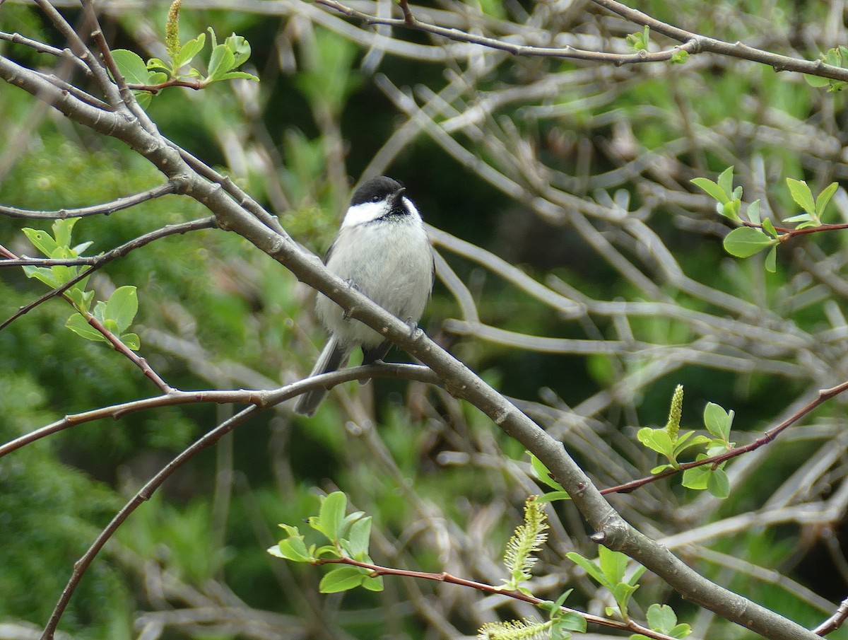 Willow Tit (Willow) - ML205518871