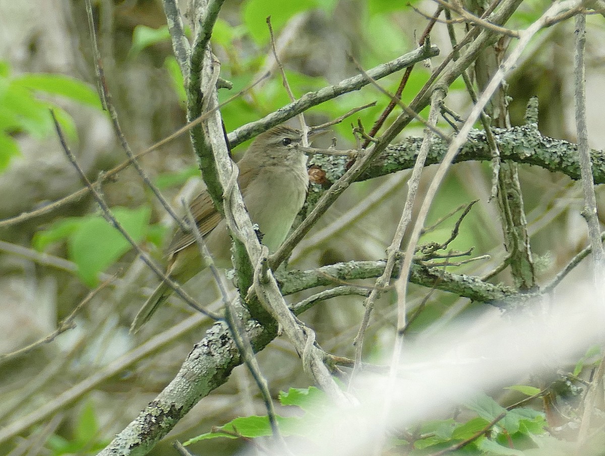 Sakhalin Grasshopper Warbler - ML205519051