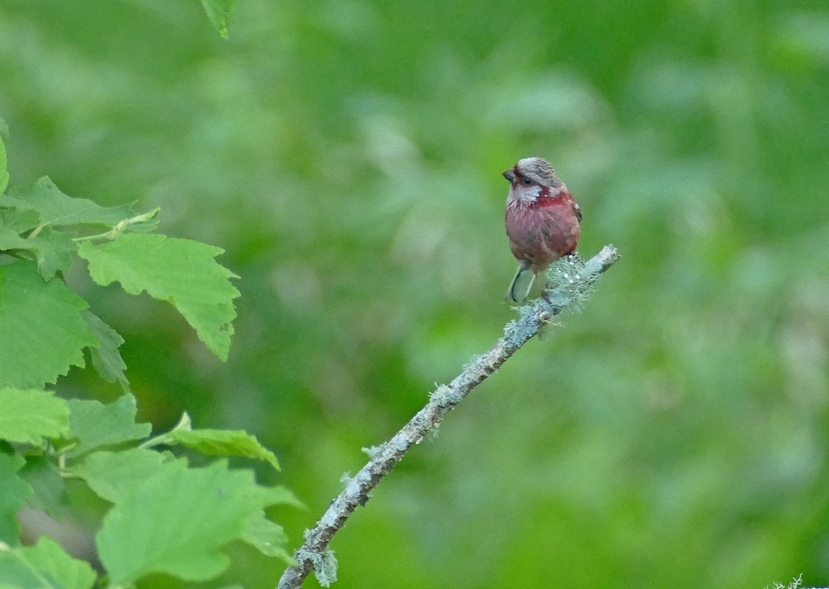 Long-tailed Rosefinch - ML205519321