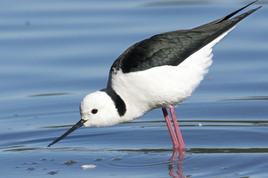 Pied Stilt - ML205519521