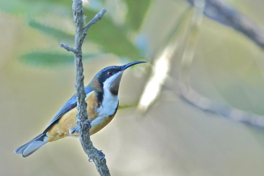 Eastern Spinebill - ML205519601