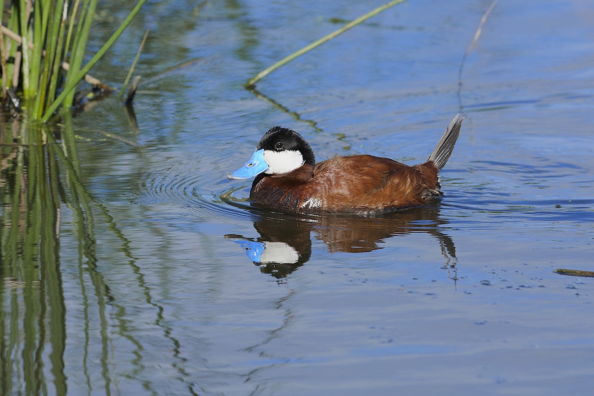 Ruddy Duck - Daniel Field