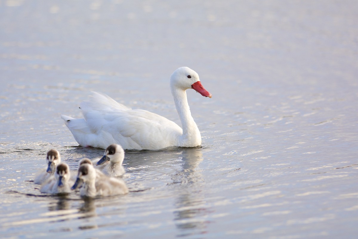 Coscoroba Swan - ML205519691