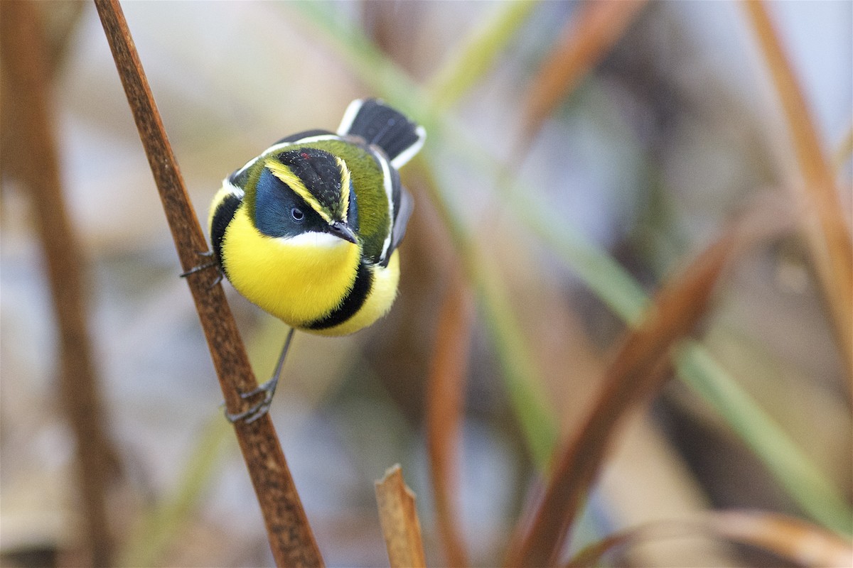 Many-colored Rush Tyrant - ML205519791