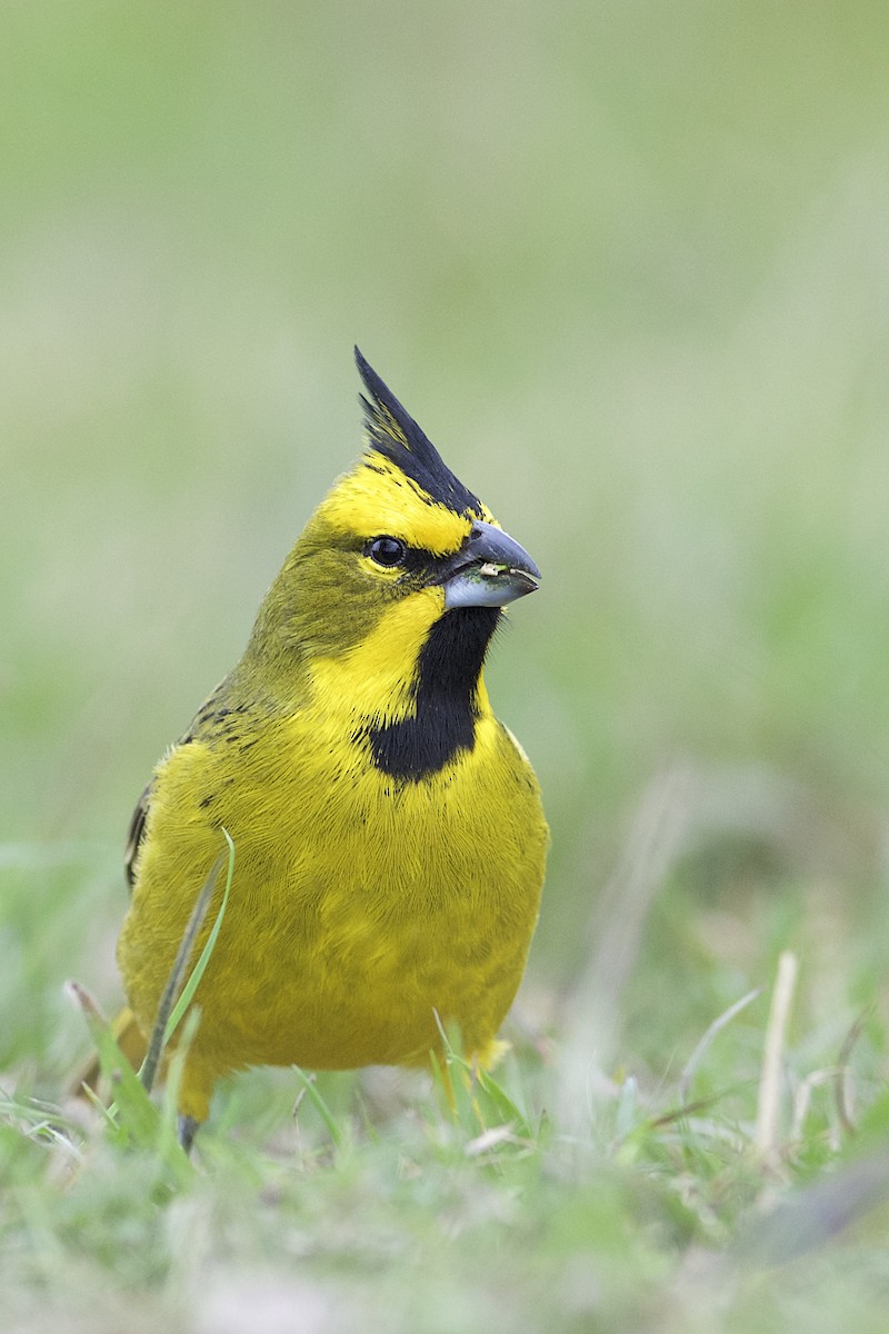 Yellow Cardinal - ML205519801
