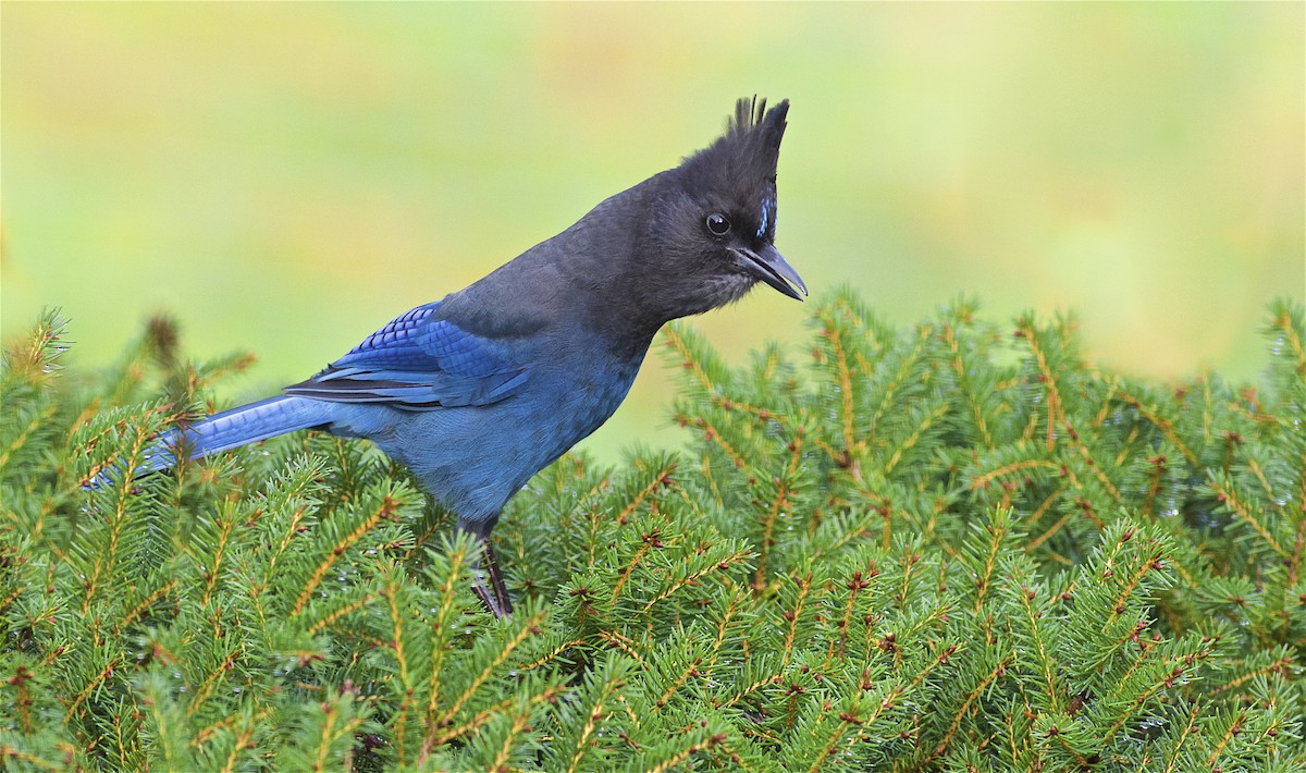 Steller's Jay (Coastal) - ML205519811