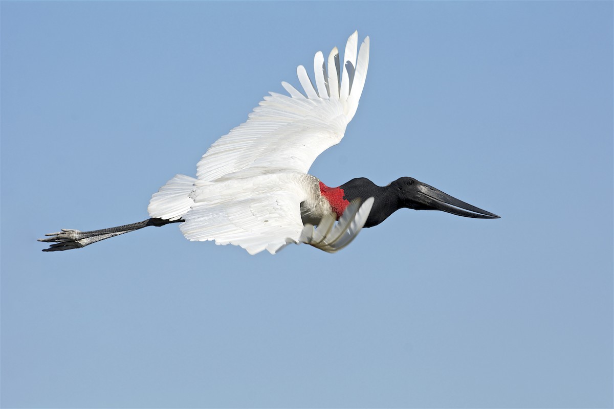 Jabiru - ML205519961