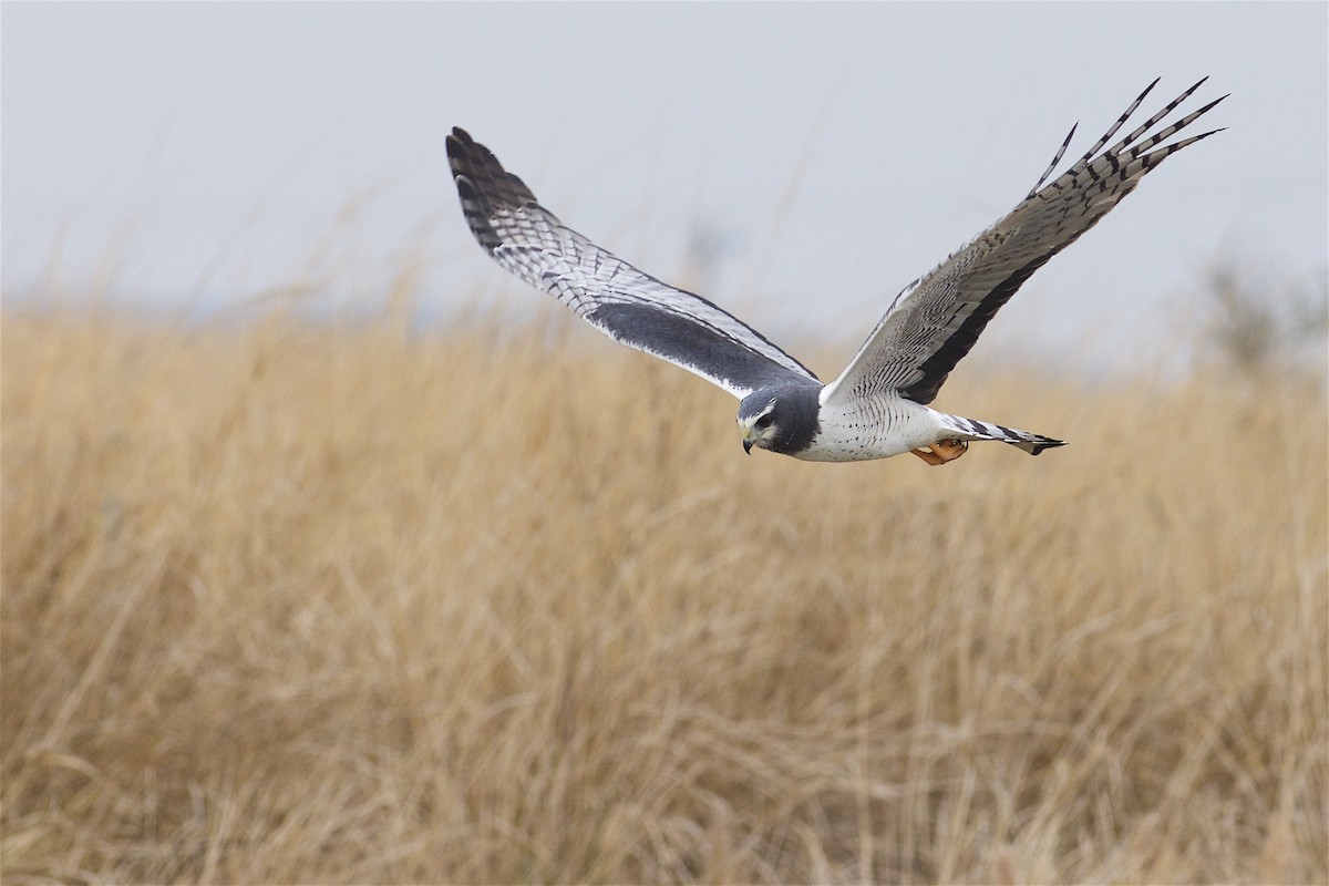 Long-winged Harrier - ML205520121