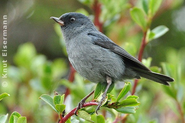 Slaty Flowerpiercer - ML205520161