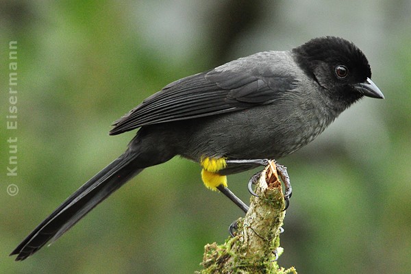 Yellow-thighed Brushfinch - Knut Eisermann