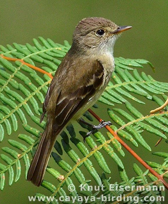 シロノドメジロハエトリ - ML205520191