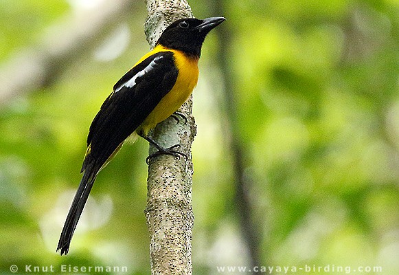 ノドグロモズフウキンチョウ - ML205520211